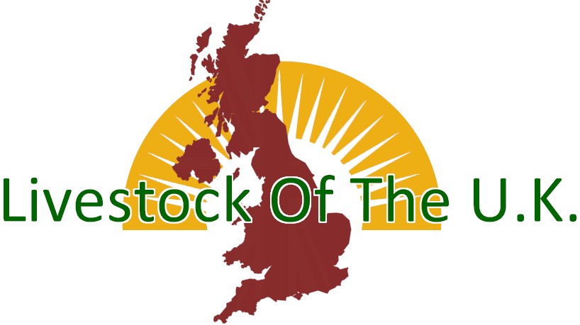 Livestock Of U.K.